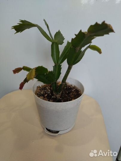 Декабрист белый (Шлюмбергера)