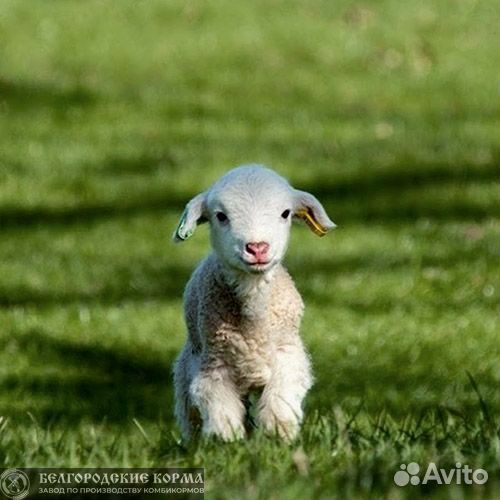 Комбикорм для овец