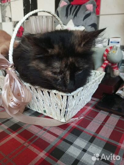 Кошка в дар бесплатно