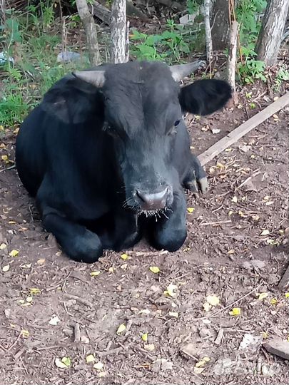 Бычки, телки, корова