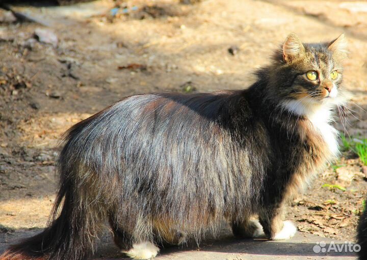 Кошки приюта