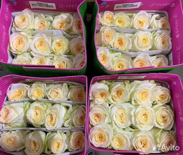 Гортензия и другие срезанные цветы оптом