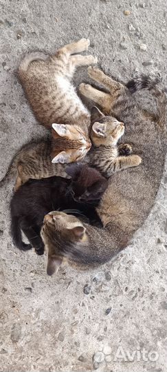 Котята в добрые руки бесплатно