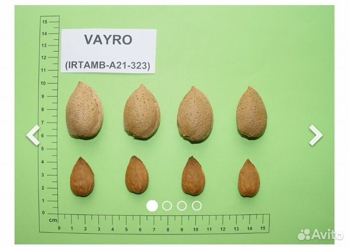 Саженцы миндаля Маринада и Вайро