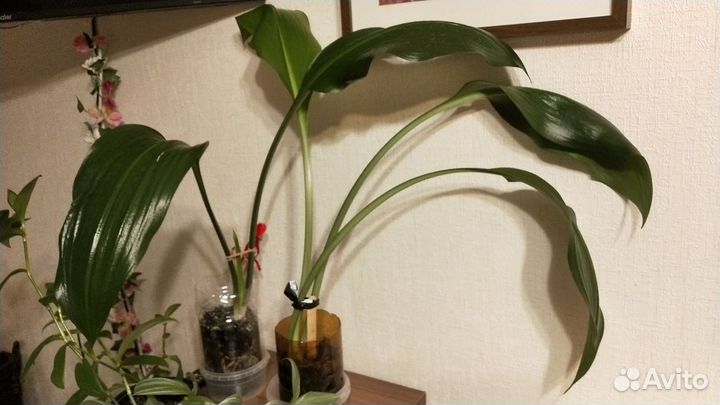 Эухарис амазонская лилия