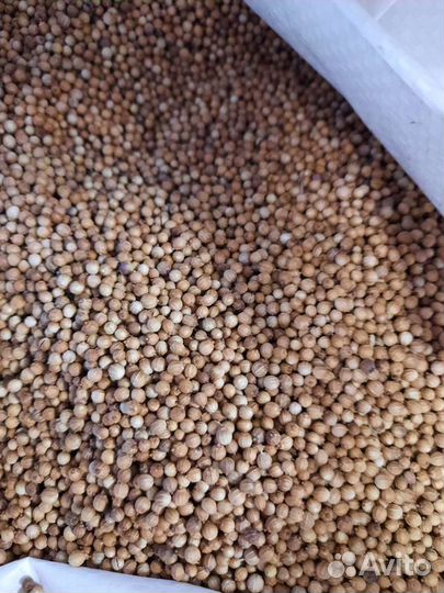 Семена кинза (кориандр)