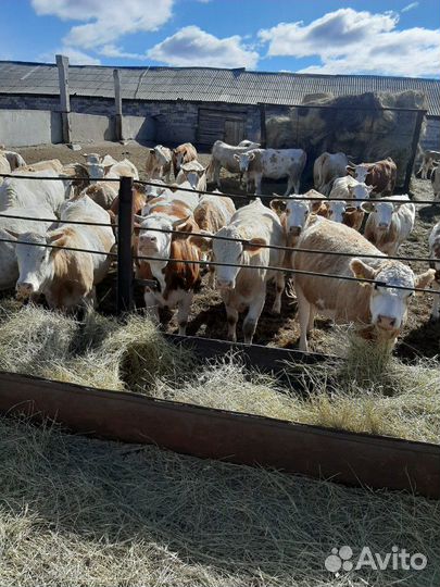 Мясо деревенское-телятина,конина,баранина