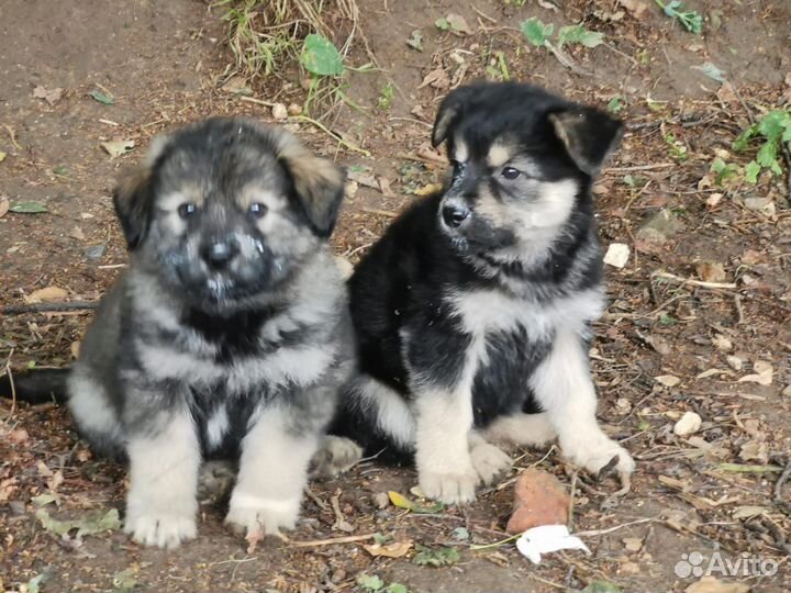 Щенки бесплатно