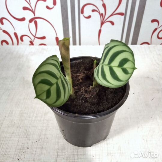 Ктенанта Бурле Маркси (Ctenanthe burle-marxii)