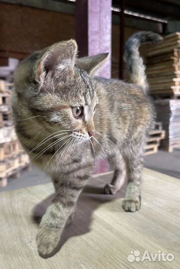 Спасеныш кошечка Хатикр в добрые руки