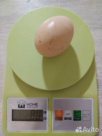 Домашние куриные яйца