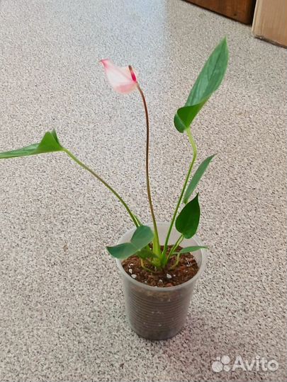 Антуриум Мистик