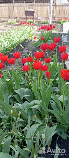 Луковицы тюльпанов