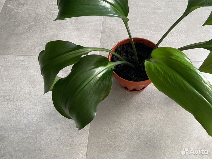 Комнатные цветы