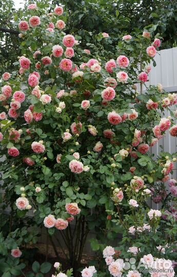 Роза плетистая Цезарь