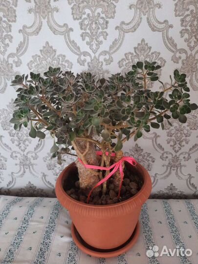 Аихризон дерево любви