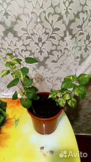 Сирень вариегатная