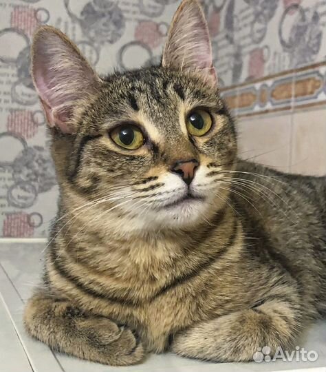 Чуча - стерильная подросток-девочка в дар