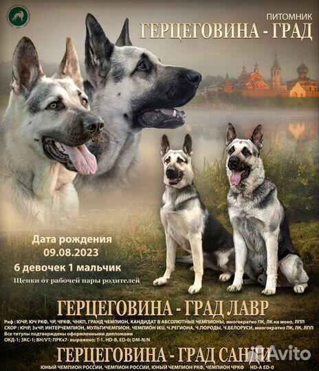 Восточноевропейская овчарка