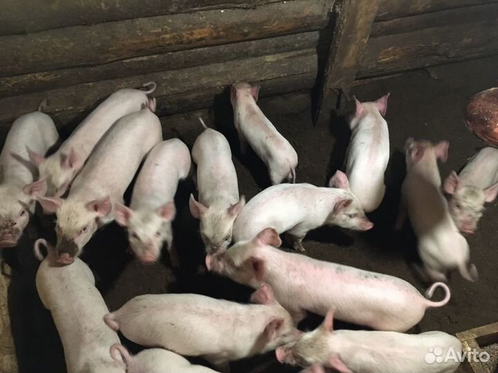 Поросята крупная белая порода