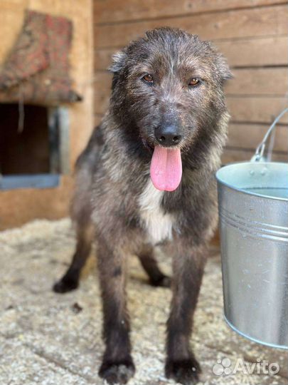 Добродушный Кельт грустит в приюте