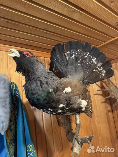 Чучело глухаря