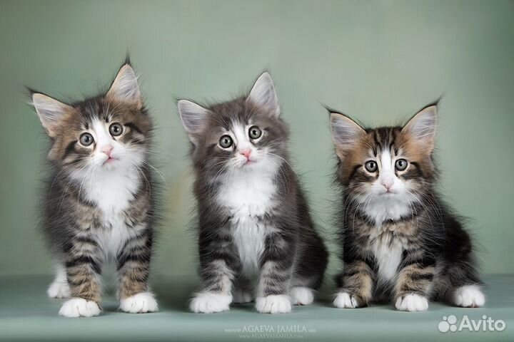 Норвежская лесная - гармония во всем