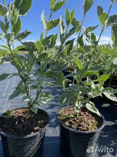 Дерен Элегантиссима