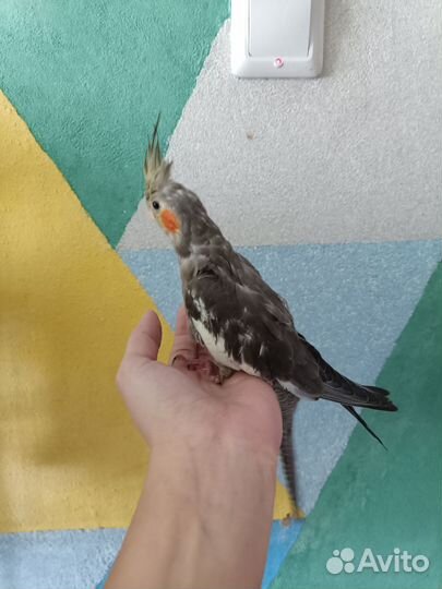 Попугай корелла птенец