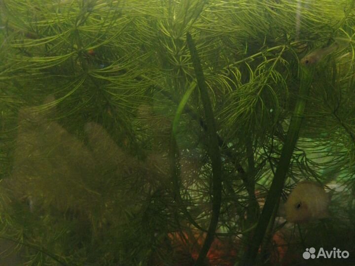 Растения в аквариум