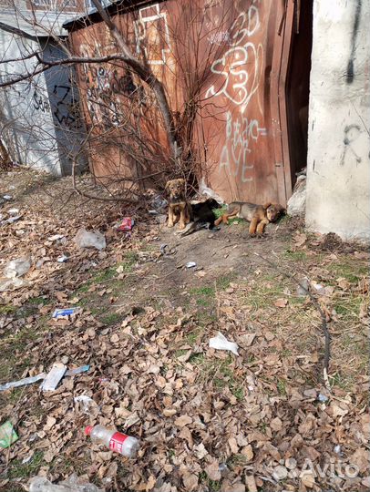 Щенята 2 месяца