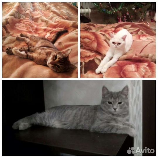 Передержка животных