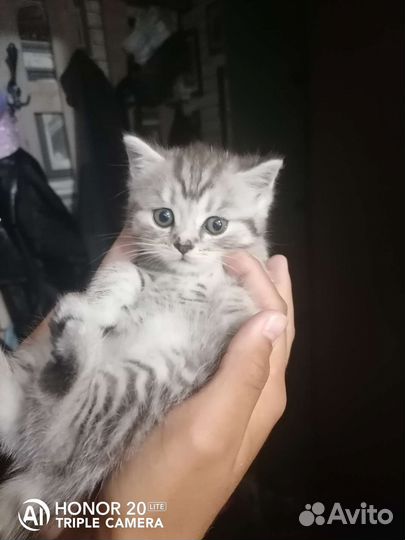 Шотландские прямоухие котята