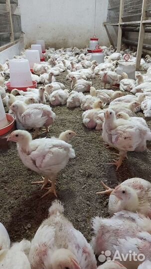 Молодняк птицы