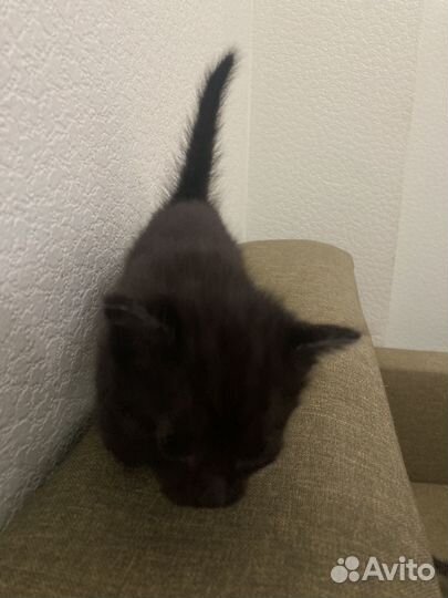 Котята в добрые руки даром