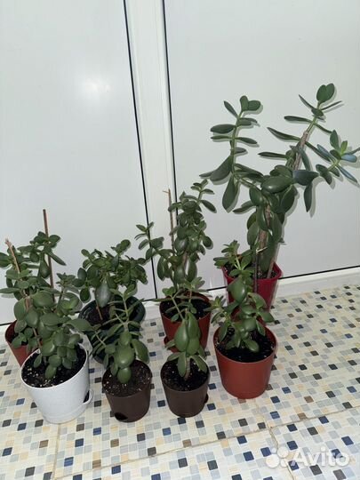 Толстянка (Денежное дерево)