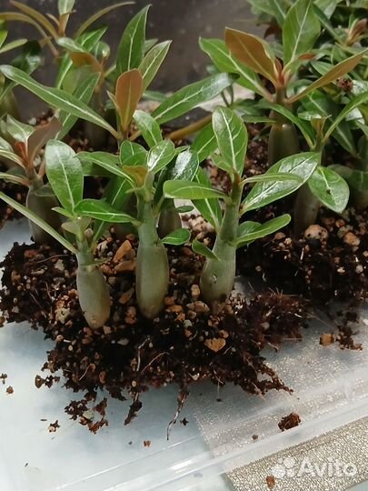 Черенки адениума