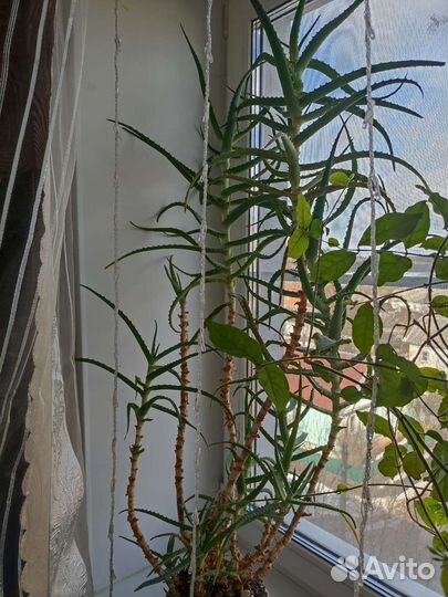 Алоэ столетник