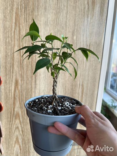 Фикус бенджамина плетеный