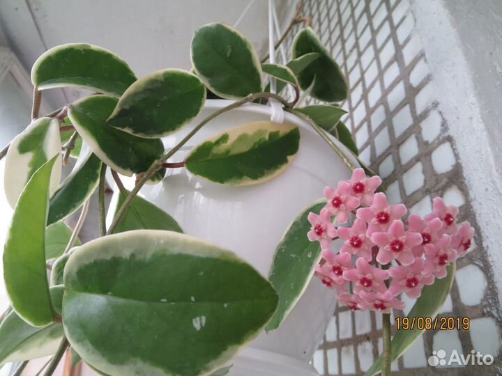 Хойи: Обовата-сплеш, Минибелла, Krimson Princess