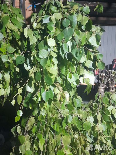 Веники для бани