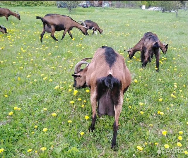 Альпийские козы(французская, американские линии)