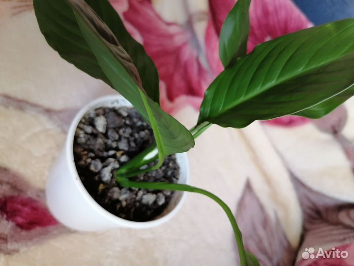 Спатифиллум