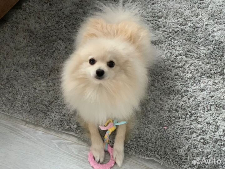 Немецкий шпиц