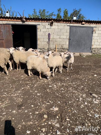 Овцы бараны ягнята