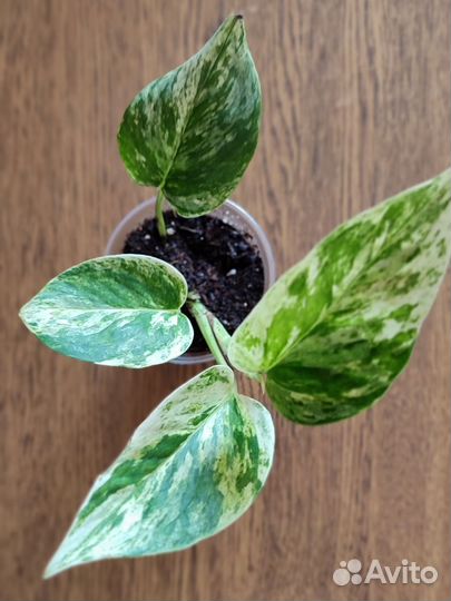 Сциндапсус Марбл Квин