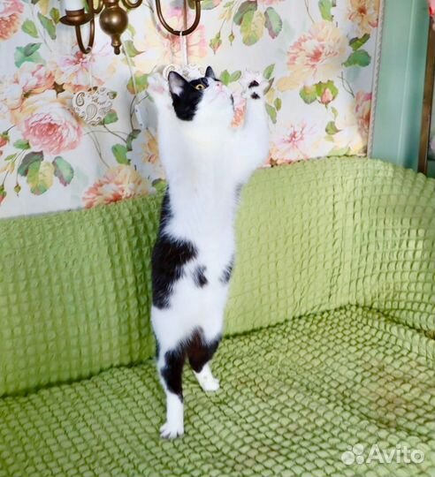 Томас в добрые руки