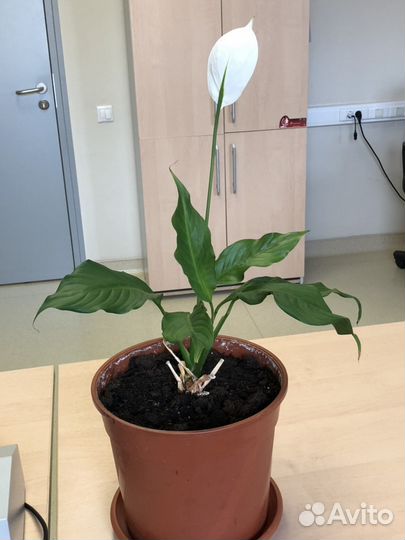 Спатифиллум Верди