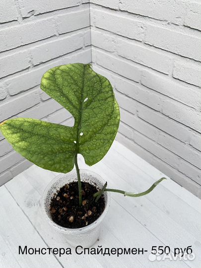 Монстеры, сциндапсусы, эпипремнумы