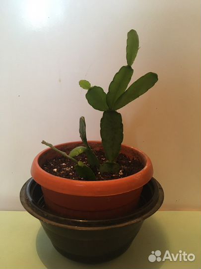 Рипсалидопсис розовый